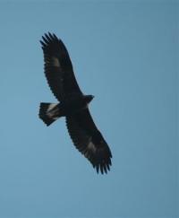 Golden Eagle soaring on deflective updrafts.